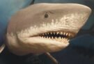 What Killed The Megalodon Shark?