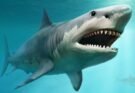 Megalodon shark