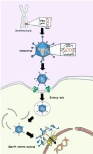 Adenovirus mediated gene therapy
