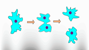 Amoeba reproduce by binary fission