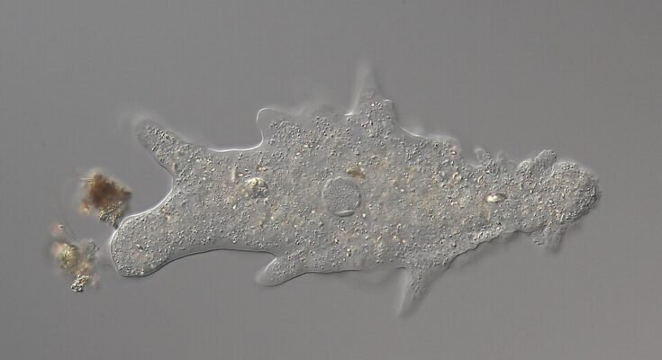 Amoeba