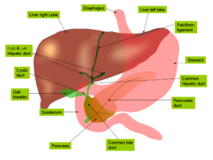 Anatomy of liver