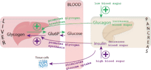 Blood glucose control