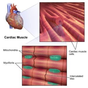 Cardiac Musclecell