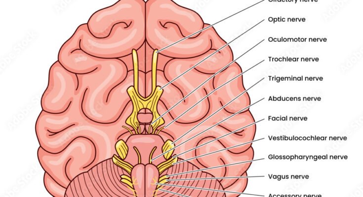 Cranial Nerves e1759204581548
