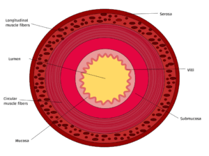 Cross Section of a Small Intestine