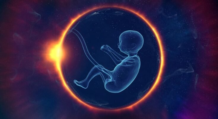 Fetal Development Trimester