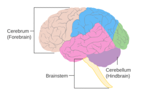 Forebrain