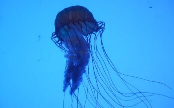Gaboxjellyfish