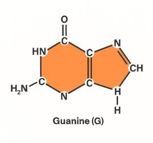 Guanine G e1759662556884