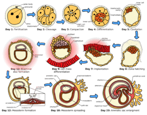 Human Embryogenesis.svg