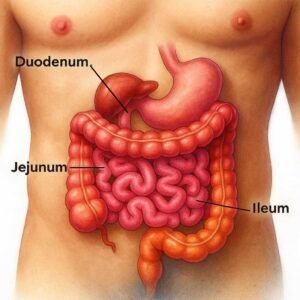 Jejunum