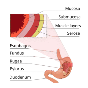 Layers of Stomach 1