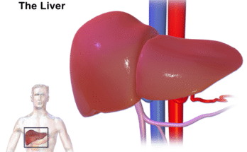 Liver organ