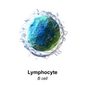 Lymphocyte B cel