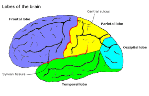 Main brain lobes