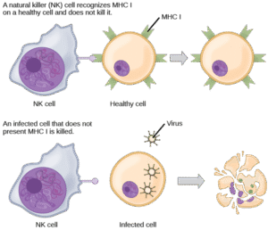 NK Natural killer cells