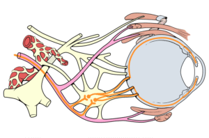 Oculomotor nerve