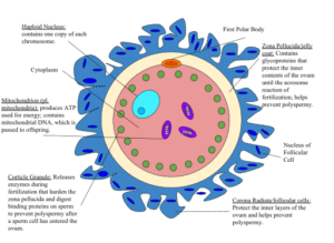 Ovum Diagram.svg