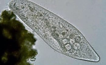 Paramecium