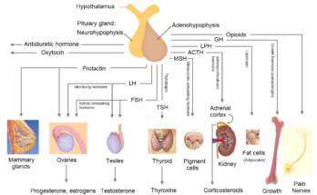 Pituiary gland hormones