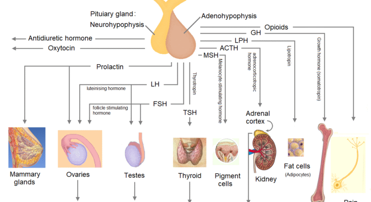 Pituiary gland hormones