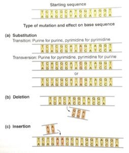 Point mutations and their effect on DNA 1