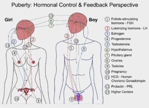 Puberty Hormonal control