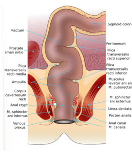 Rectum anatomy en.svg