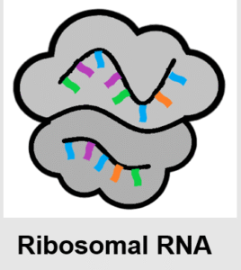 Ribosomal RNA