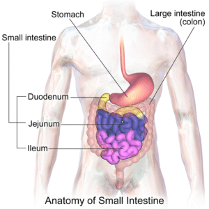 SmallIntestine Anatomy