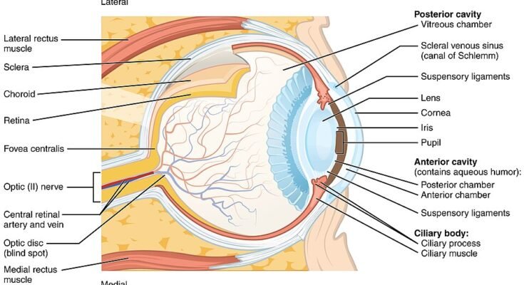 Structure of the Eye