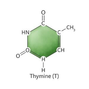 Thymine T