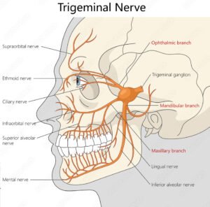 Trigeminal nerve e1759204827721