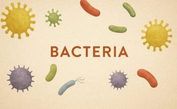 bacteria