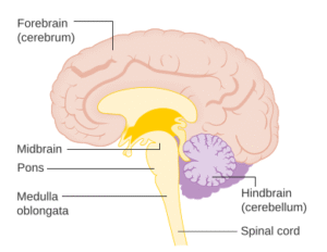 hindbrain