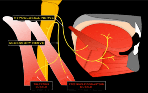 hypoglossal nerves 1