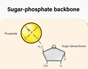 sugar phosphate backbone