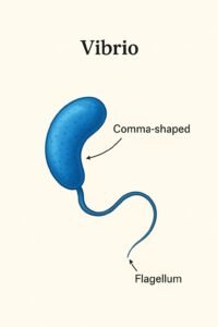 vibrio