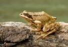 Frogs: Structure, General Characteristic, Adaptations and Significance