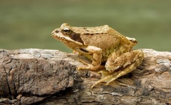 Frog Rana Tigrina