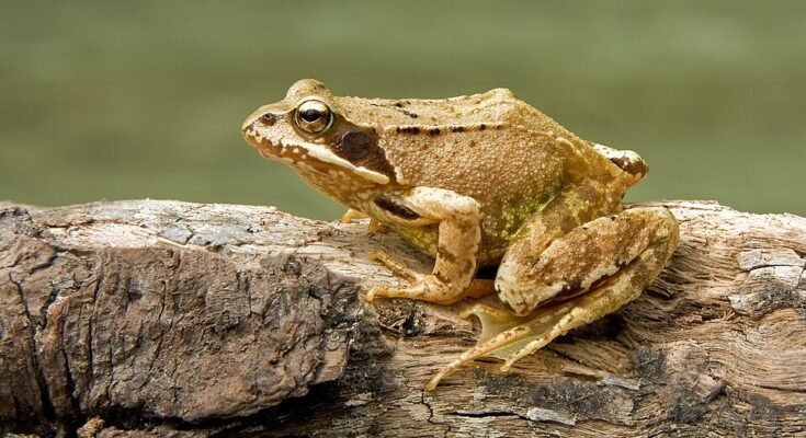 Frog Rana Tigrina