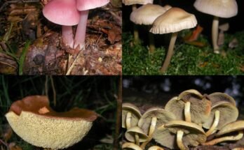 Fungi