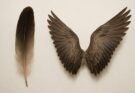 Feathers & Wings: Nature’s Masterpiece of Flight, Role of Feathers and Evolutionary Significance.