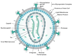structure of virus